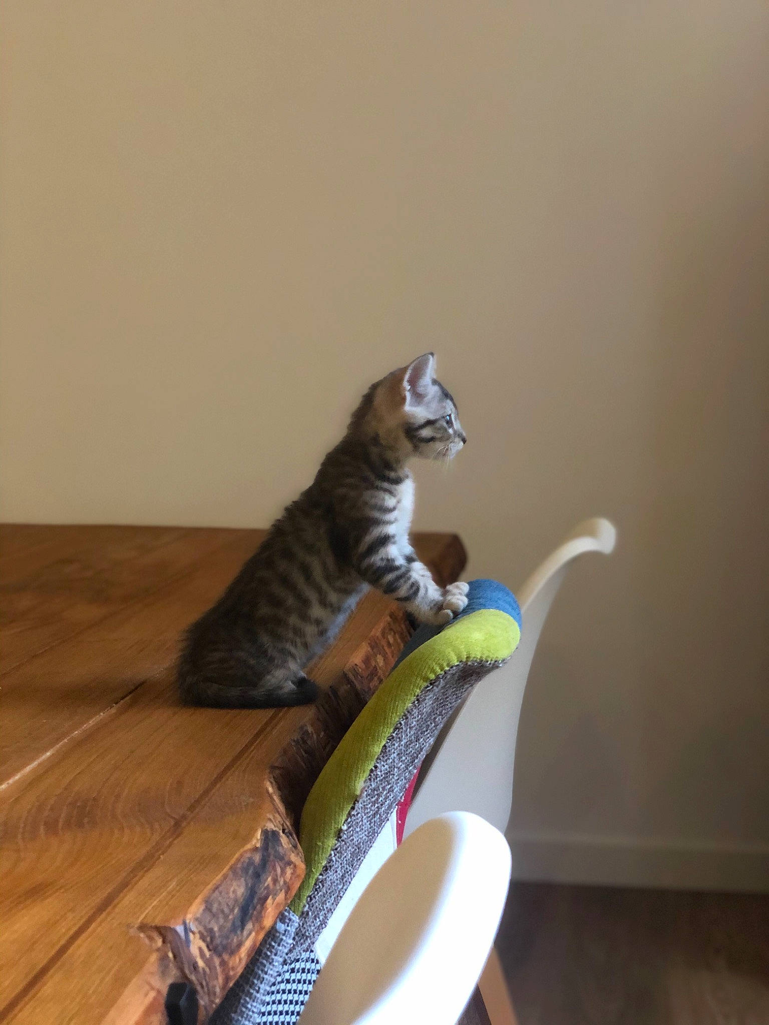 Hermès a rejoint le concours — aidez-le/la à gagner de superbes lots ! carnivore, cat, domestic_short_haired_cat, european_shorthair, felidae, hardwood, kitten, ocicat, play, small_to_medium_sized_cats, tabby_cat, table, tail, toyger, whiskers, wood