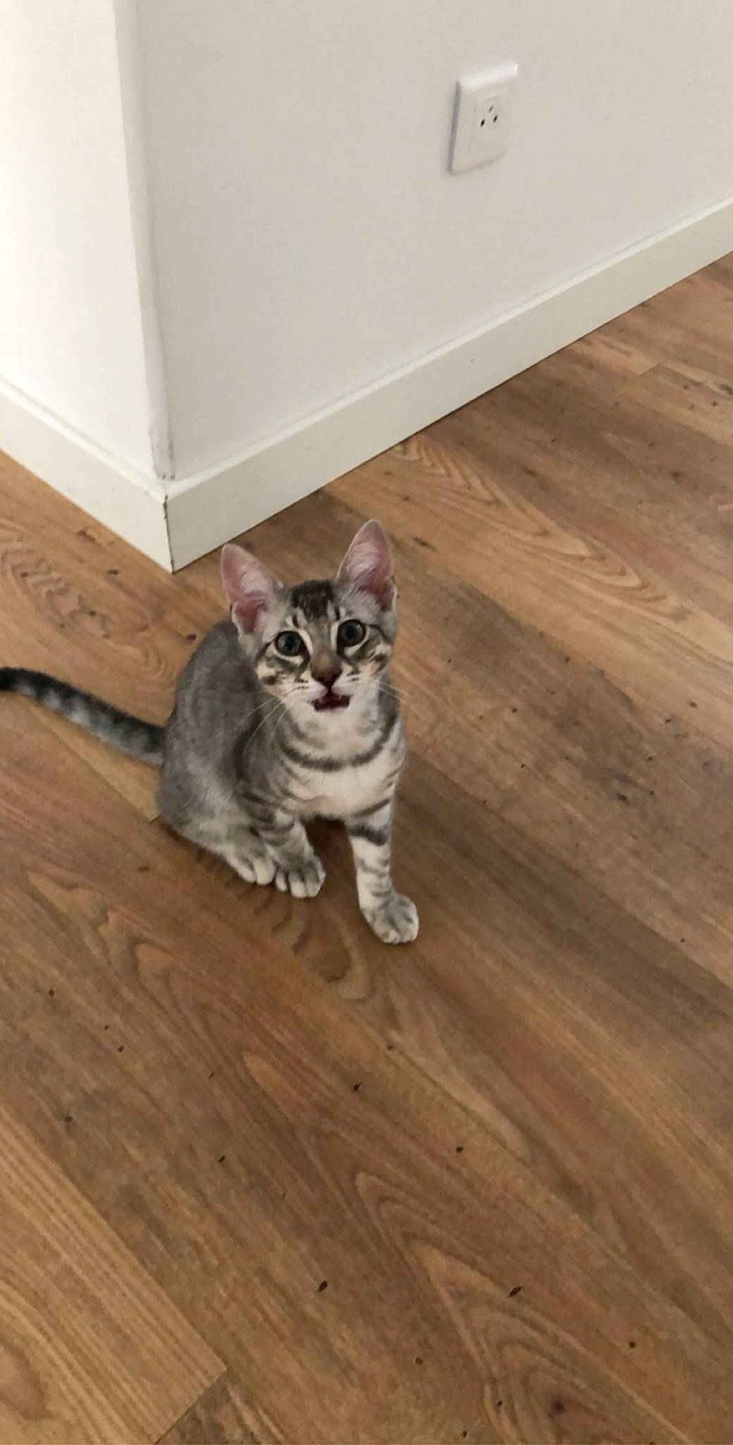 Hermès a rejoint le concours — aidez-le/la à gagner de superbes lots ! american_shorthair, asian, carnivore, cat, domestic_short_haired_cat, european_shorthair, fawn, felidae, floor, flooring, hardwood, kitten, laminate_flooring, mammal, small_to_medium_sized_cats, sokoke, tabby_cat, whiskers, wood, wood_flooring