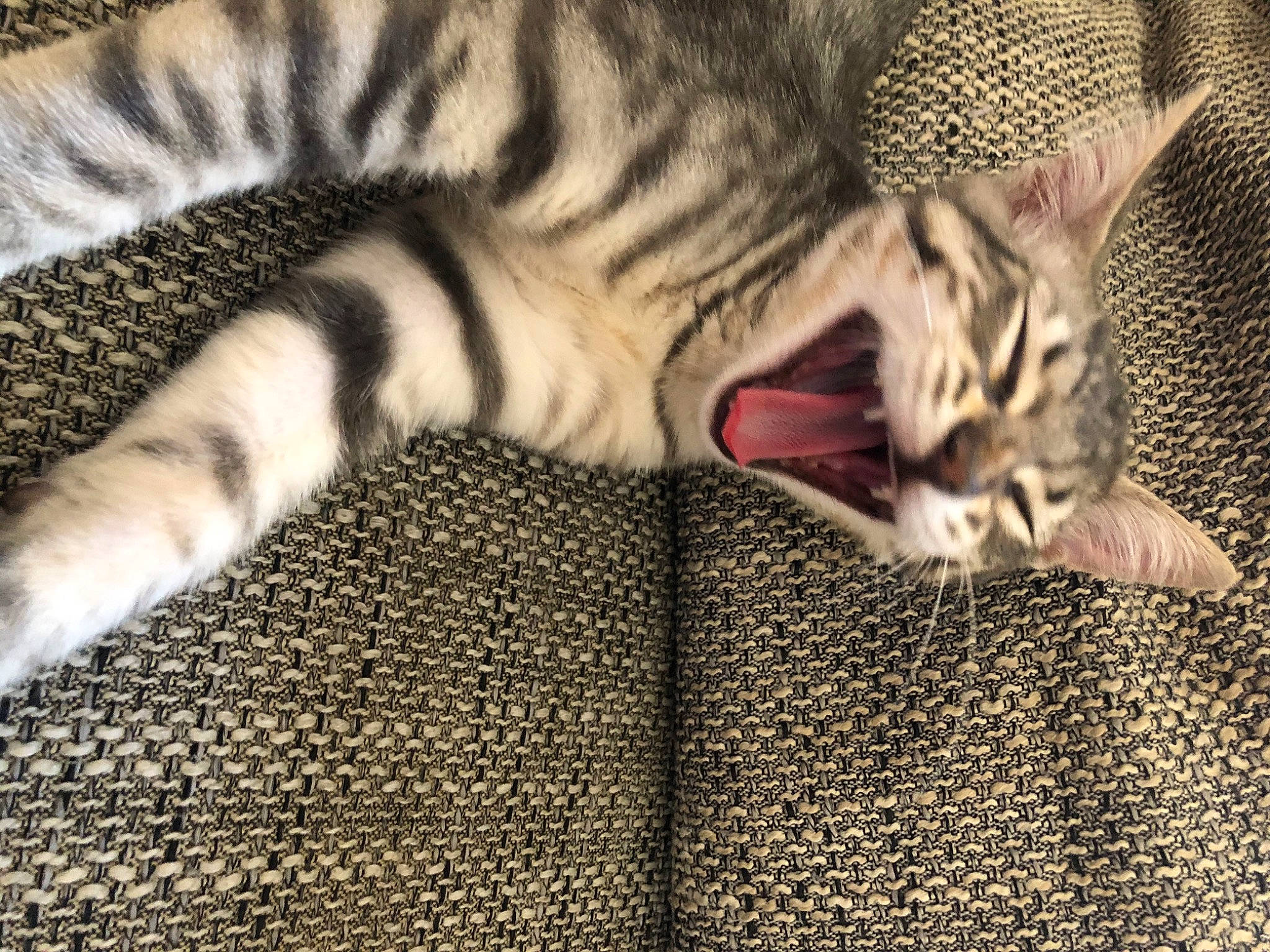 Hermès a rejoint le concours — aidez-le/la à gagner de superbes lots ! asian, california_spangled, carnivore, cat, domestic_short_haired_cat, dragon_li, egyptian_mau, european_shorthair, felidae, fur, kitten, mammal, nap, ocicat, pixie_bob, small_to_medium_sized_cats, snout, tabby_cat, vertebrate, whiskers