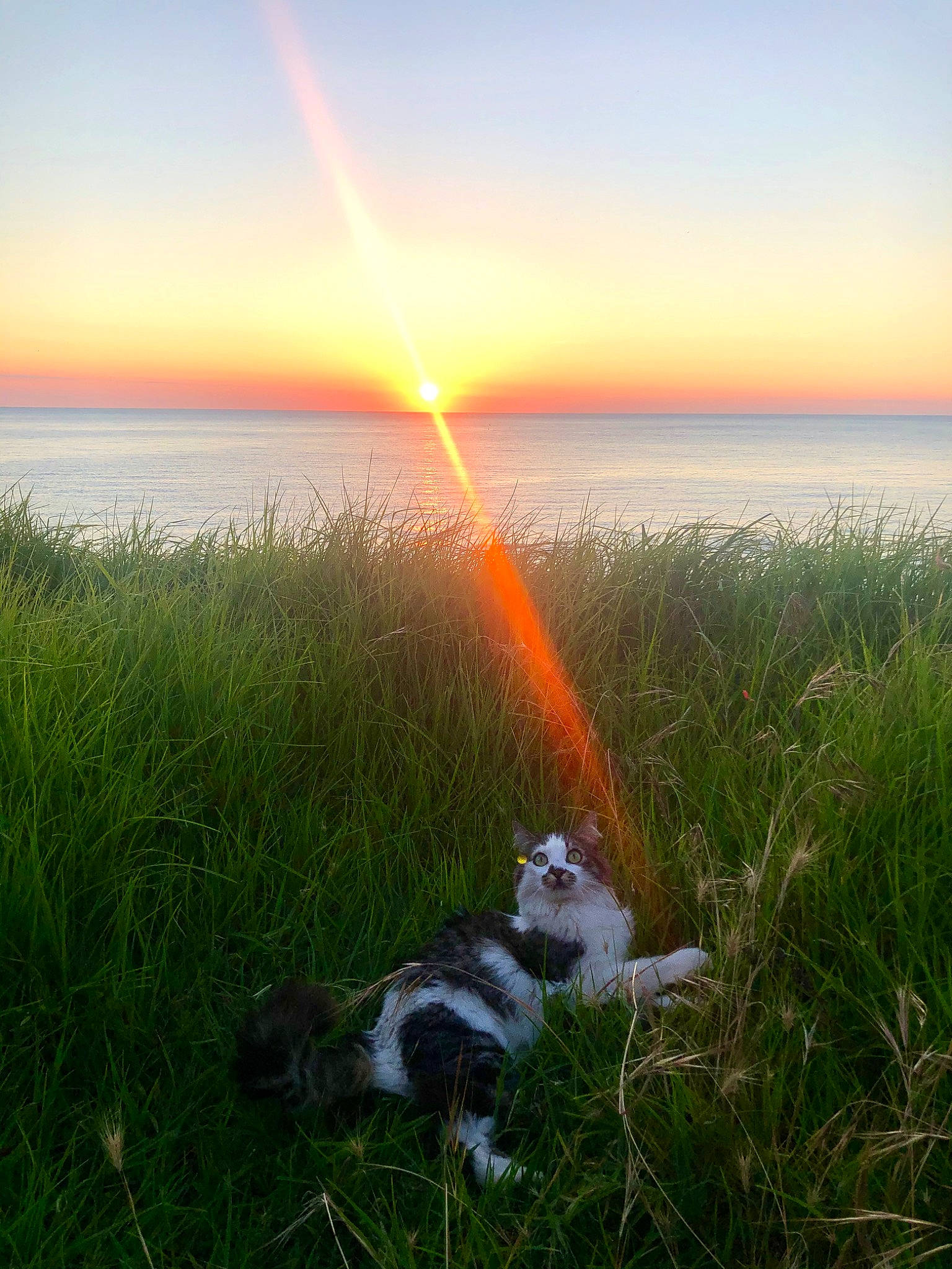 Maya participe au concours pour gagner de l'argent avec cette photo : coast, evening, grass, meteorological_phenomenon, rainbow, sea, sky, sporting_group, sunrise, water