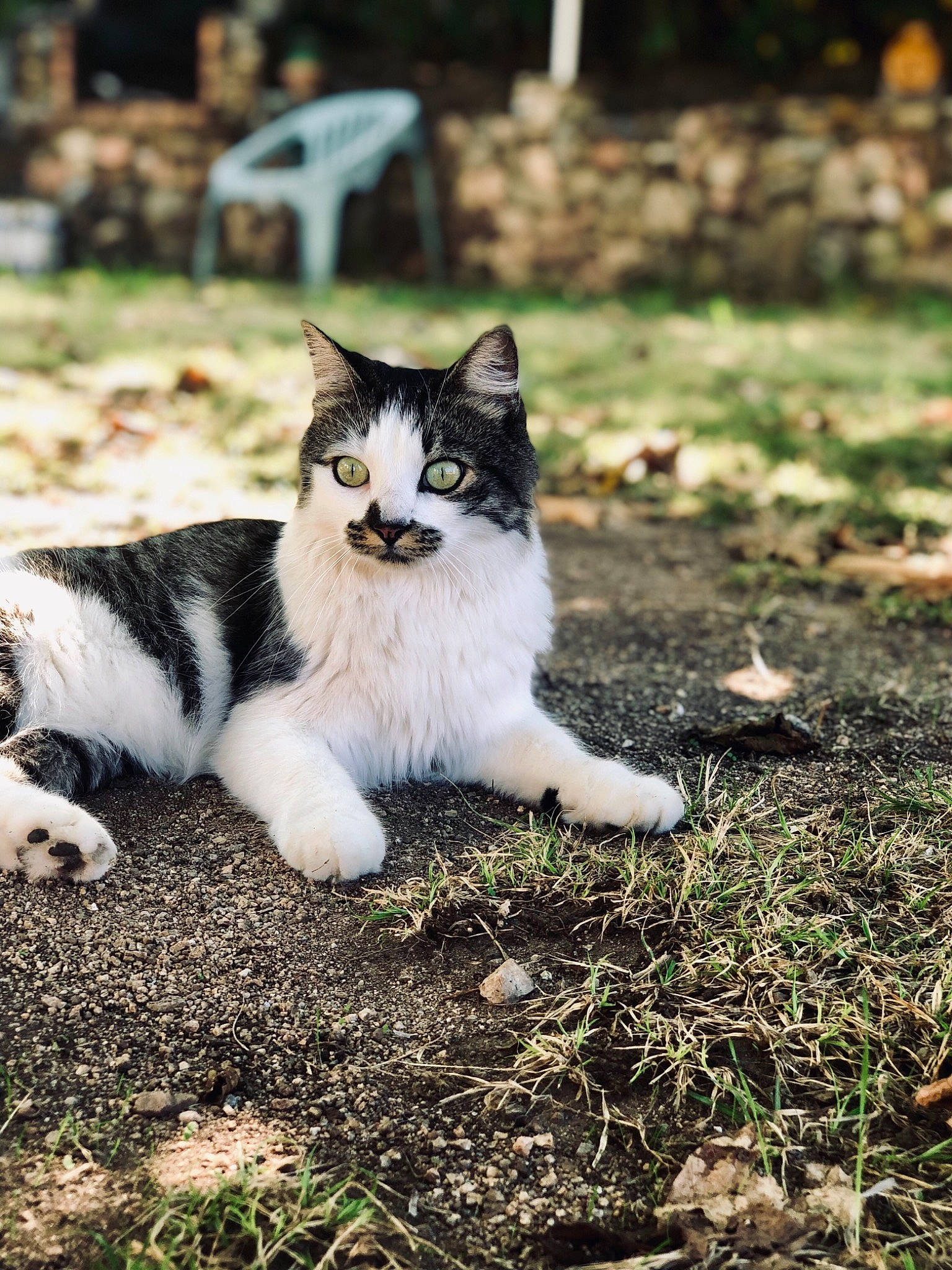 Maya participe au concours pour gagner de l'argent avec cette photo : aegean_cat, black_and_white, carnivore, cat, domestic_short_haired_cat, european_shorthair, eye, felidae, grass, kitten, mammal, photography, plant, polydactyl_cat, sky, small_to_medium_sized_cats, snout, tail, tree, whiskers