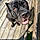 Rocco