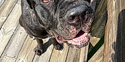 Rocco is registered to the contest to win money with this photo: dog, black_dog, pet, animal, outdoor, wooden_deck, sunlight, shadow, close_up, happy, smiling, face, ears, nose, mouth, tongue, fur, brown_eyes, daylight, looking_up