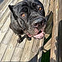 dog, black_dog, pet, animal, outdoor, wooden_deck, sunlight, shadow, close_up, happy, smiling, face, ears, nose, mouth, tongue, fur, brown_eyes, daylight, looking_up