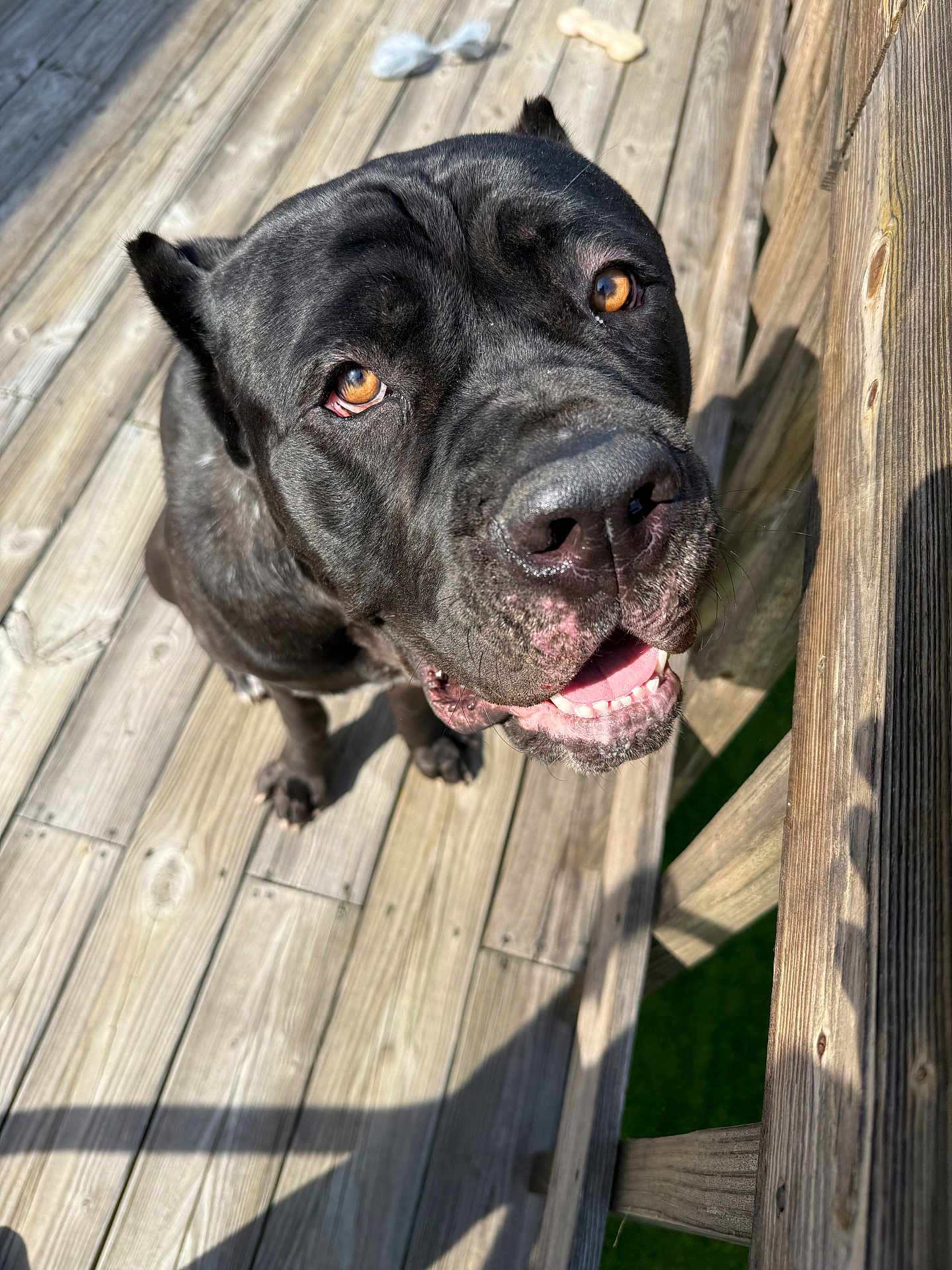 Rocco