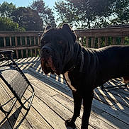 Rocco is registered to the contest to win money with this photo: dog, black_dog, outdoor, wooden_deck, sunlight, shadow, trees, fence, collar, pet, canine, nature, daylight, animal, backyard, quiet, calm, summer, park, resting