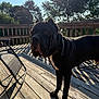 dog, black_dog, outdoor, wooden_deck, sunlight, shadow, trees, fence, collar, pet, canine, nature, daylight, animal, backyard, quiet, calm, summer, park, resting