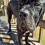 dog, black_dog, outdoor, wooden_deck, sunlight, shadow, pet, canine, animal, close_up, fur, nose, ears, brown_eyes, daylight, railing, wood, nature, portrait, standing