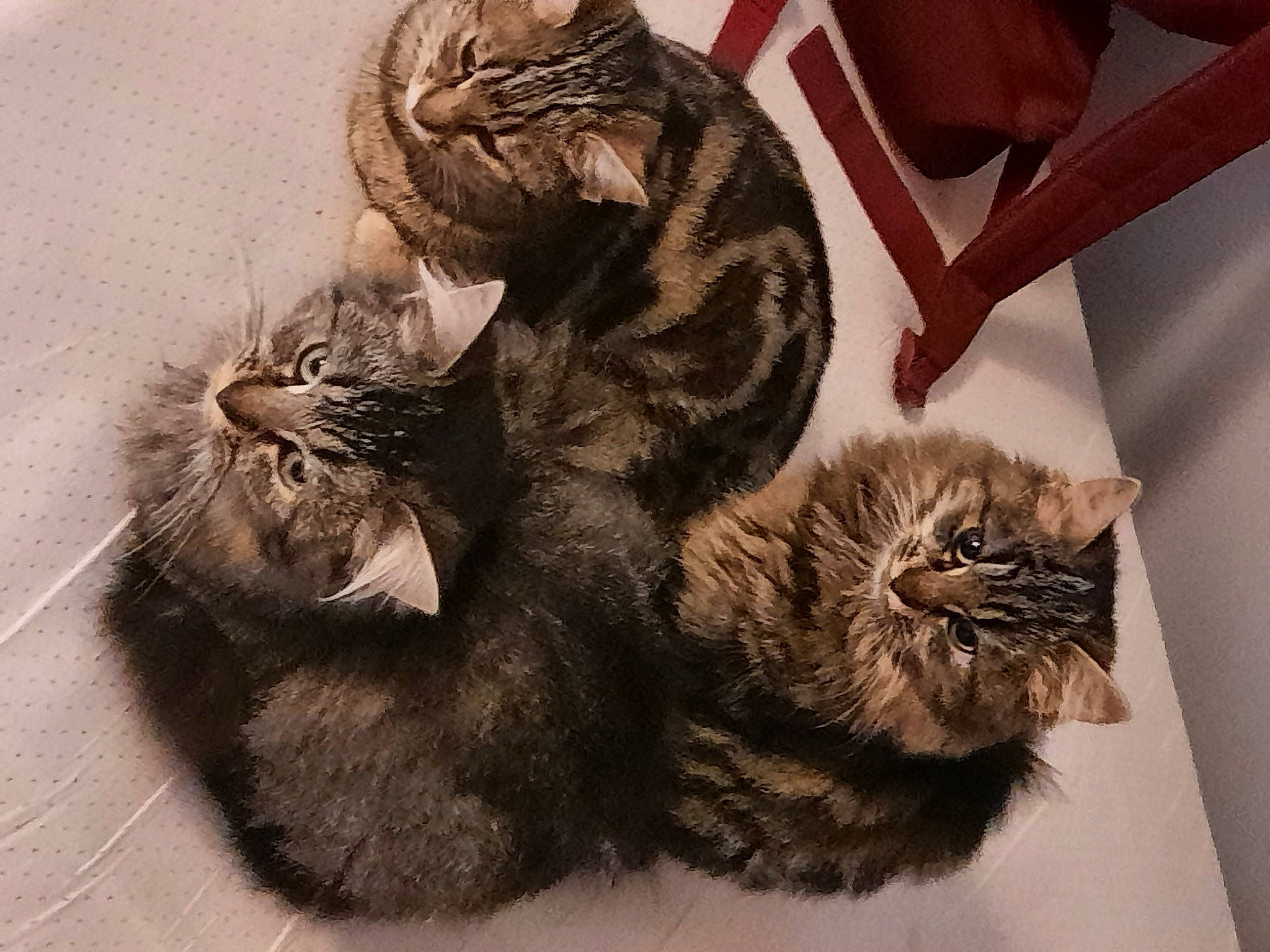 Olivia July Et Temy a rejoint le concours — aidez-le/la à gagner de superbes lots ! carnivore, cat, claw, comfort, domestic_short_haired_cat, ear, felidae, fur, gesture, nap, paw, sleep, small_to_medium_sized_cats, snout, tail, terrestrial_animal, whiskers