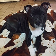 Tyana participe au concours pour gagner de l'argent avec cette photo : adult, animal, ball, blanket, boxer, bulldog, canine, dog, face, head, indoors, male, man, person, pet, pitbull, puppy, sport, tennis, tennisball