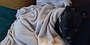 Tyana participe au concours pour gagner de l'argent avec cette photo : animal, blanket, canine, chihuahua, couch, cushion, dog, furniture, homedecor, hound, laundry, linen, person, pet, puppy, quilt, sleeping, towel
