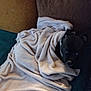 animal, blanket, canine, chihuahua, couch, cushion, dog, furniture, homedecor, hound, laundry, linen, person, pet, puppy, quilt, sleeping, towel