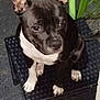 Tyana a rejoint le concours — aidez-le/la à gagner de superbes lots ! animal, basket, bostonbull, boxer, bulldog, canine, chihuahua, dog, frenchbulldog, green, hound, jar, pet, pitbull, plant, planter, pottedplant, pottery, puppy, vase