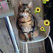 Oxana a rejoint le concours — aidez-le/la à gagner de superbes lots ! brown, cat, chair, collar, cozy, curious, decoration, domestic_animal, feline, floor, furniture, green_eyes, household, indoor, metal_leg, pet, seated, sunflowers, tabby, wooden_wall