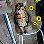 brown, cat, chair, collar, cozy, curious, decoration, domestic_animal, feline, floor, furniture, green_eyes, household, indoor, metal_leg, pet, seated, sunflowers, tabby, wooden_wall