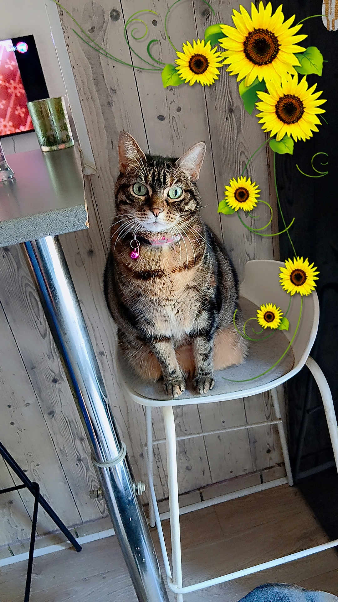 Oxana a rejoint le concours — aidez-le/la à gagner de superbes lots ! brown, cat, chair, collar, cozy, curious, decoration, domestic_animal, feline, floor, furniture, green_eyes, household, indoor, metal_leg, pet, seated, sunflowers, tabby, wooden_wall