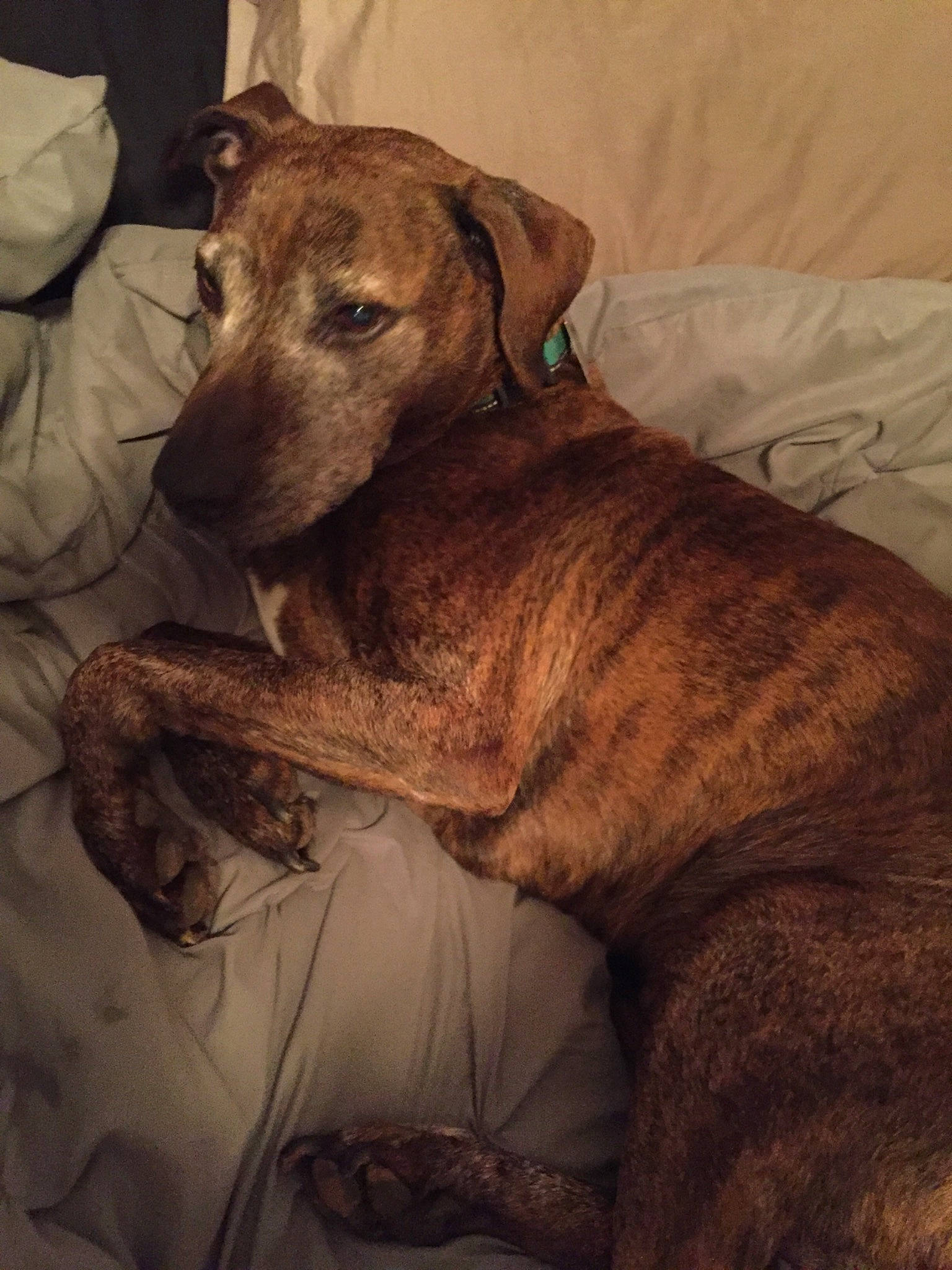 Bubby is registered to the contest to win money with this photo: alaunt, black_mouth_cur, canidae, carnivore, cimarron_uruguayo, dog, dog_breed, fawn, lurcher, mammal, mountain_cur, plott_hound, rhodesian_ridgeback, snout, treeing_tennessee_brindle, vertebrate