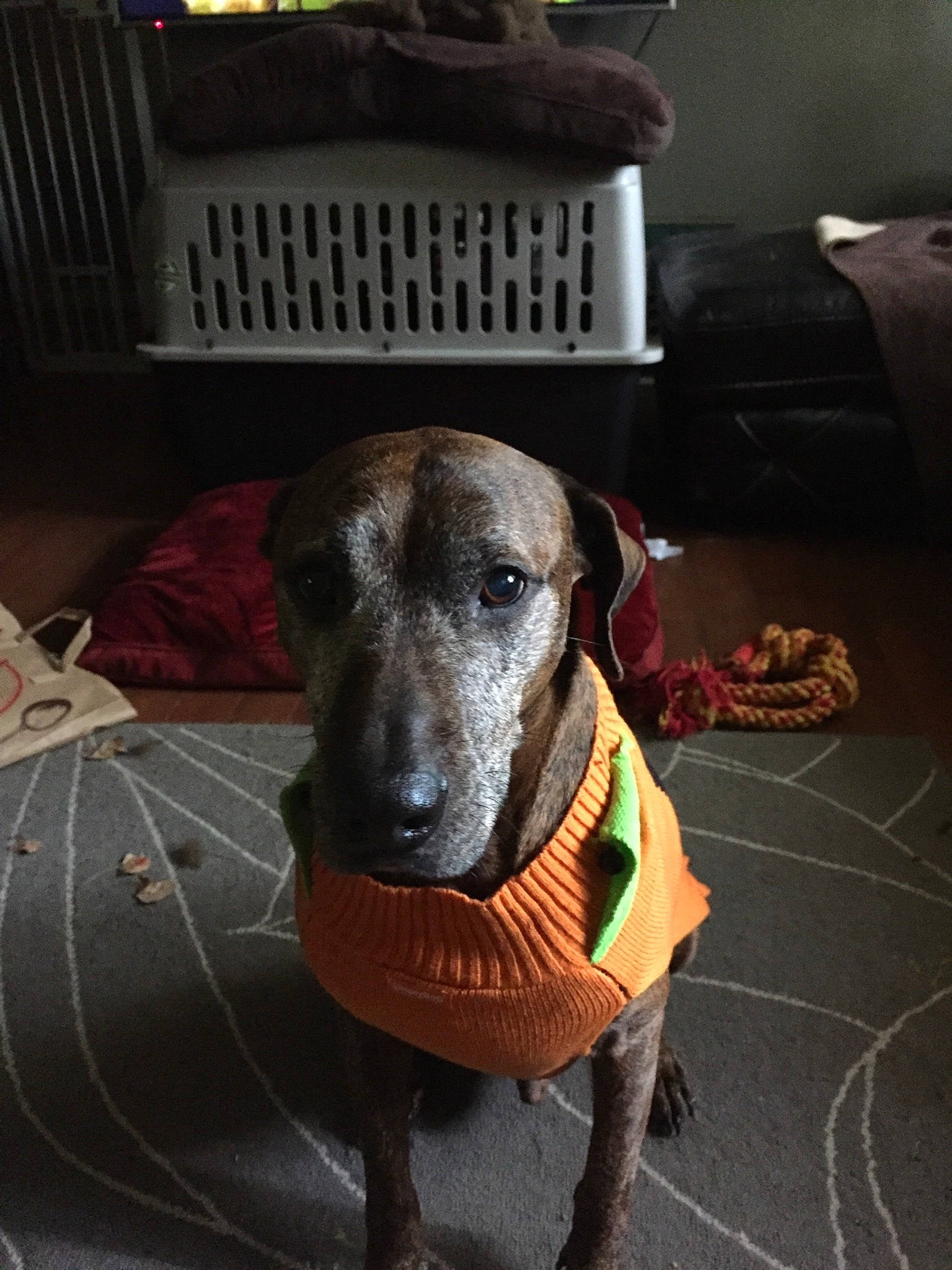 Bubby joined the competition — help win amazing prizes! canidae, carnivore, dog, dog_breed, dog_collar, ear, fawn, mammal, nose, rhodesian_ridgeback, snout, sporting_group, whiskers, working_dog