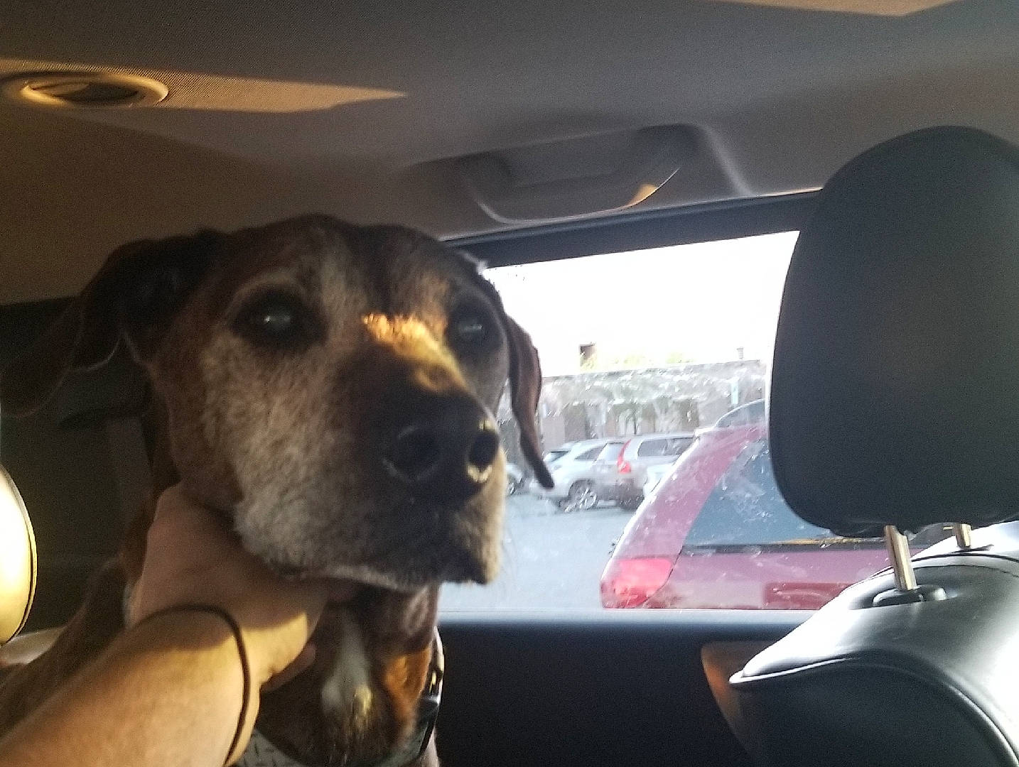 Bubby joined the competition — help win amazing prizes! automotive_mirror, canidae, car, carnivore, dog, dog_breed, ear, guard_dog, hunting_dog, labrador_retriever, non_sporting_group, nose, rear_view_mirror, selfie, snout, sporting_group, vehicle, window
