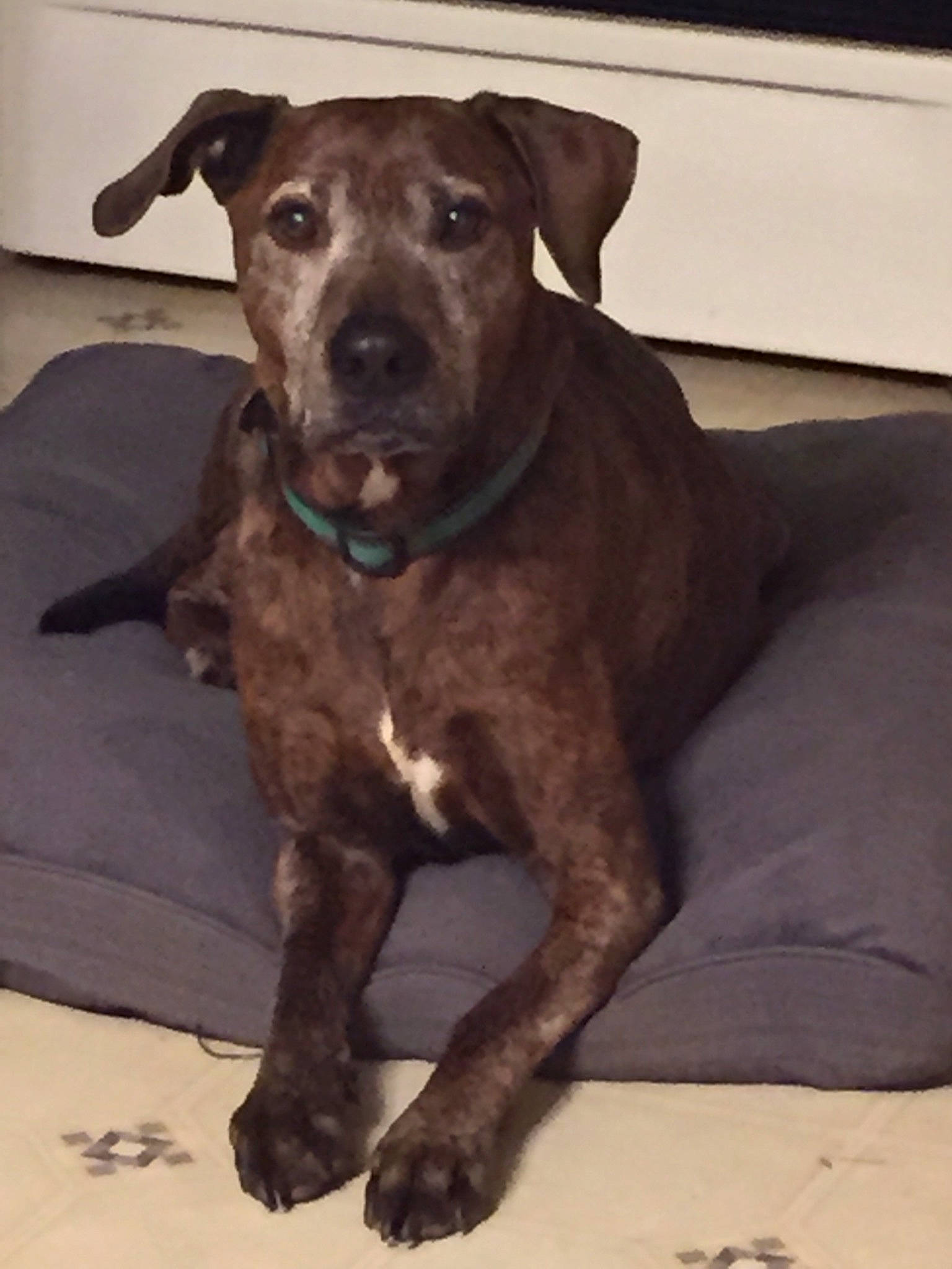 Bubby is registered to the contest to win money with this photo: alaunt, american_pit_bull_terrier, canidae, carnivore, cimarron_uruguayo, companion_dog, dog, dog_breed, mammal, mountain_cur, non_sporting_group, patterdale_terrier, plott_hound, puppy, rare_breed_dog, snout, sporting_group, treeing_tennessee_brindle, vertebrate, whiskers