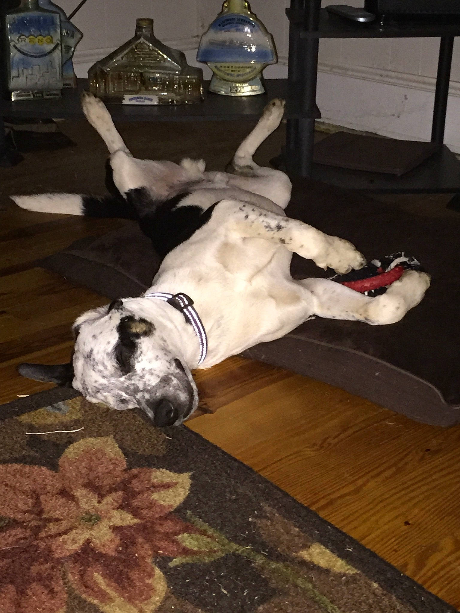 Piggy is registered to the contest to win money with this photo: american_bulldog, canidae, carnivore, companion_dog, dog, dog_breed, fawn, great_dane, non_sporting_group, pointer, sporting_group