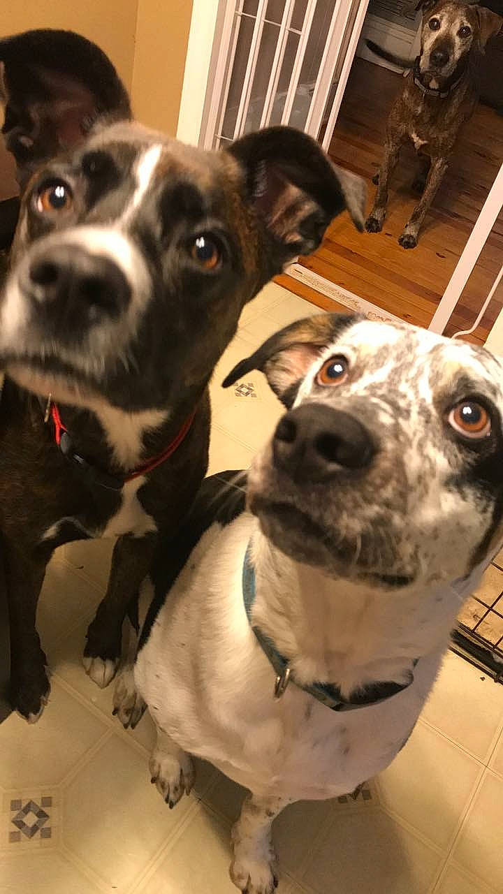 Piggy is registered to the contest to win money with this photo: american_pit_bull_terrier, american_staffordshire_terrier, canidae, carnivore, dog, dog_breed, feist, mammal, non_sporting_group, nose, pit_bull, rare_breed_dog, snout, sporting_group, staffordshire_bull_terrier, vertebrate, whiskers