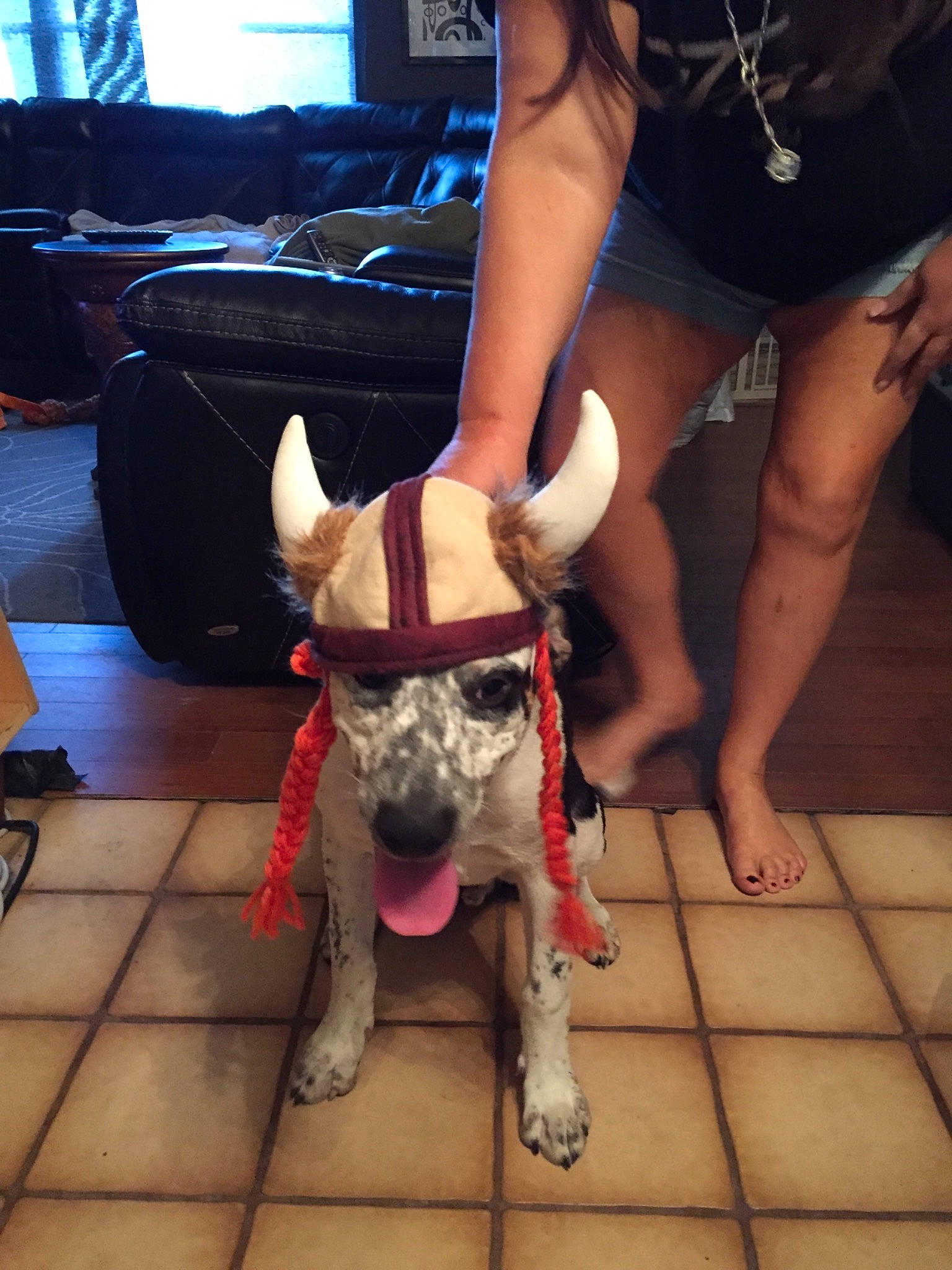 Piggy joined the competition — help win amazing prizes! canidae, carnivore, companion_dog, dog, dog_breed, ear, fawn, leg, non_sporting_group, snout, sporting_group