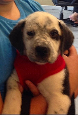 Piggy joined the competition — help win amazing prizes! beagador, canidae, carnivore, dog, dog_breed, fawn, labrador_retriever, mammal, non_sporting_group, pointer, puggle, puppy, puppy_love, snout, sporting_group, vertebrate