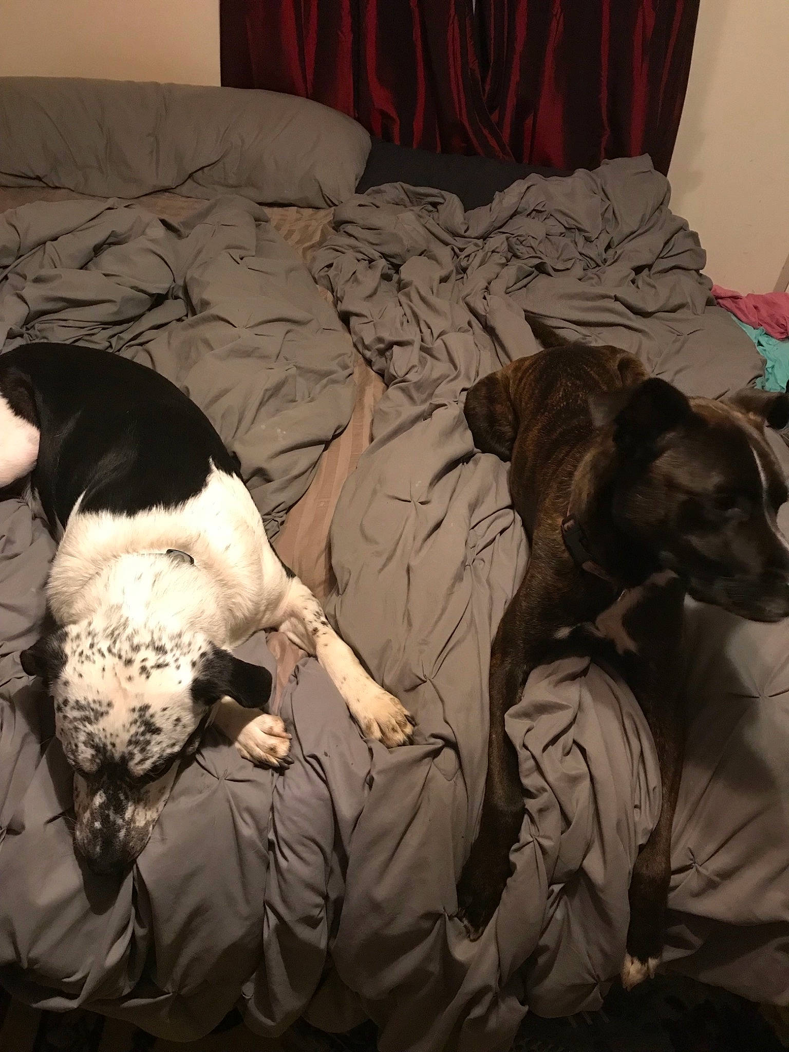 Kyle joined the competition — help win amazing prizes! canidae, carnivore, dog, dog_breed, hunting_dog, lurcher, pointer, sporting_group