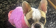 Aruba joined the competition — help win amazing prizes! dog, french_bulldog, pet, pink_sweater, sweater, fuzzy, cute, big_ears, eyes, looking_up, carpet, rug, living_room, hardwood_floor, indoors, close_up, portrait, small_dog, muzzle, whiskers