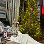 Aruba is registered to the contest to win money with this photo: dog, french_bulldog, puppy, pet, christmas_tree, christmas_lights, ornaments, pajamas, blanket, couch, living_room, holiday, cozy, festive, cushion, curtains, lamp, decorations, indoor, portrait