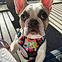 Aruba is registered to the contest to win money with this photo: dog, french_bulldog, puppy, close_up, pet, harness, colorful, ears, portrait, outdoor, sunlight, shadow, whiskers, nose, table, leash, cute, attentive, reflections, wood_deck