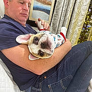 Aruba joined the competition — help win amazing prizes! dog, french_bulldog, man, person, holding, cuddling, sofa, jeans, pajamas, indoor, curtains, painting, christmas_tree, pet, close_up, portrait, eyes, cute, cozy, home