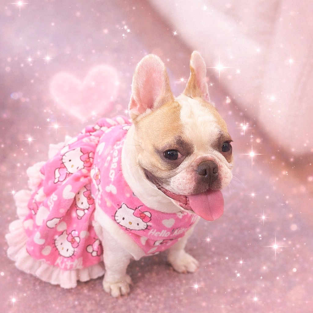 Aruba joined the competition — help win amazing prizes! costume, cute, dog, dress, ears, eyes, fabric, french_bulldog, fur, heart, hello_kitty, indoor, pet, pink, playful, portrait, small_dog, smile, sparkles, tongue_out