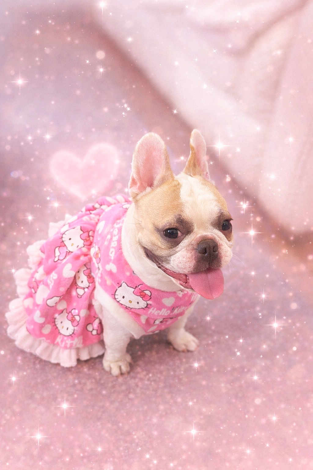 Aruba joined the competition — help win amazing prizes! dog, french_bulldog, pet, pink, hello_kitty, dress, sparkles, heart, tongue_out, cute, costume, indoor, portrait, small_dog, playful, fur, ears, eyes, smile, fabric