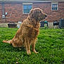 animal, backyard, brick_wall, calm, canine, daytime, dog, fur, golden_retriever, grass, house, lawn, mammal, nature, outdoor, pet, side_view, sitting, tree, window