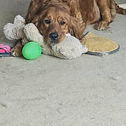 Chloe is registered to the contest to win money with this photo: animal, brown_fur, carpet, comfort, cozy, cute, dog, domestic, golden_retriever, green_ball, home, indoor, lying_down, pet, playful, relaxed, resting, slipper, stuffed_toy, toy