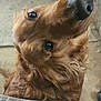 Chloe is registered to the contest to win money with this photo: animal, brown, canine, closeup, companion, couch, curious, dog, eye, face, floor, friendly, fur, golden_retriever, home, human_hand, indoor, nose, pet, whiskers