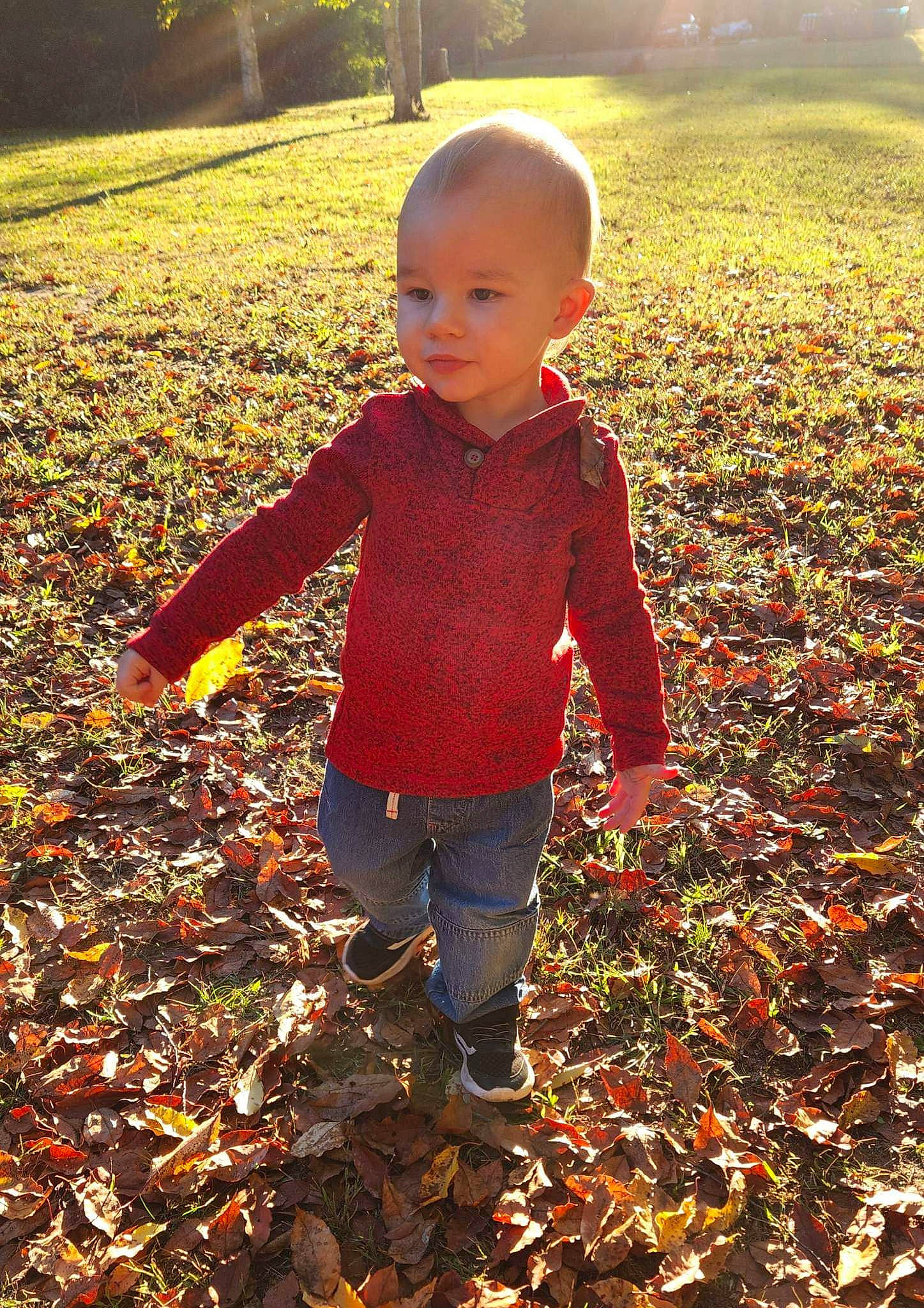 Braxton joined the competition — help win amazing prizes! baby, child, deciduous, flash_photography, grass, happy, leaf, light, morning, orange, people_in_nature, person, photograph, plant, playing_with_kids, standing, sunlight, tints_and_shades, toddler, tree