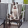 Petey joined the competition — help win amazing prizes! dog, sitting, chair, outdoor, patio, deck, fence, collar, white, black, brown, canine, pet, animal, relaxing, summer, home, railing, wood, daytime