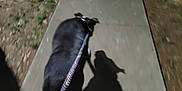 Phantom is registered to the contest to win money with this photo: dog, leash, shadow, sidewalk, night, outdoor, walking, person, hand, grass, pavement, blur, darkness, animal, pet, black_dog, concrete, nature, path, holding