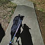 dog, leash, shadow, sidewalk, night, outdoor, walking, person, hand, grass, pavement, blur, darkness, animal, pet, black_dog, concrete, nature, path, holding