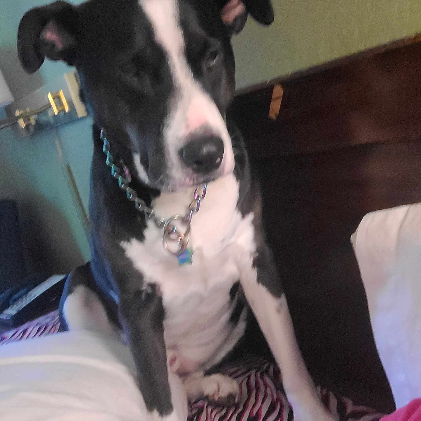 Phantom joined the competition — help win amazing prizes! animal, bed, black_and_white, blanket, chain, collar, dog, ears, fur, furniture, home, human_arm, indoor, muzzle, paw, pet, relaxed, resting, striped, tattoo