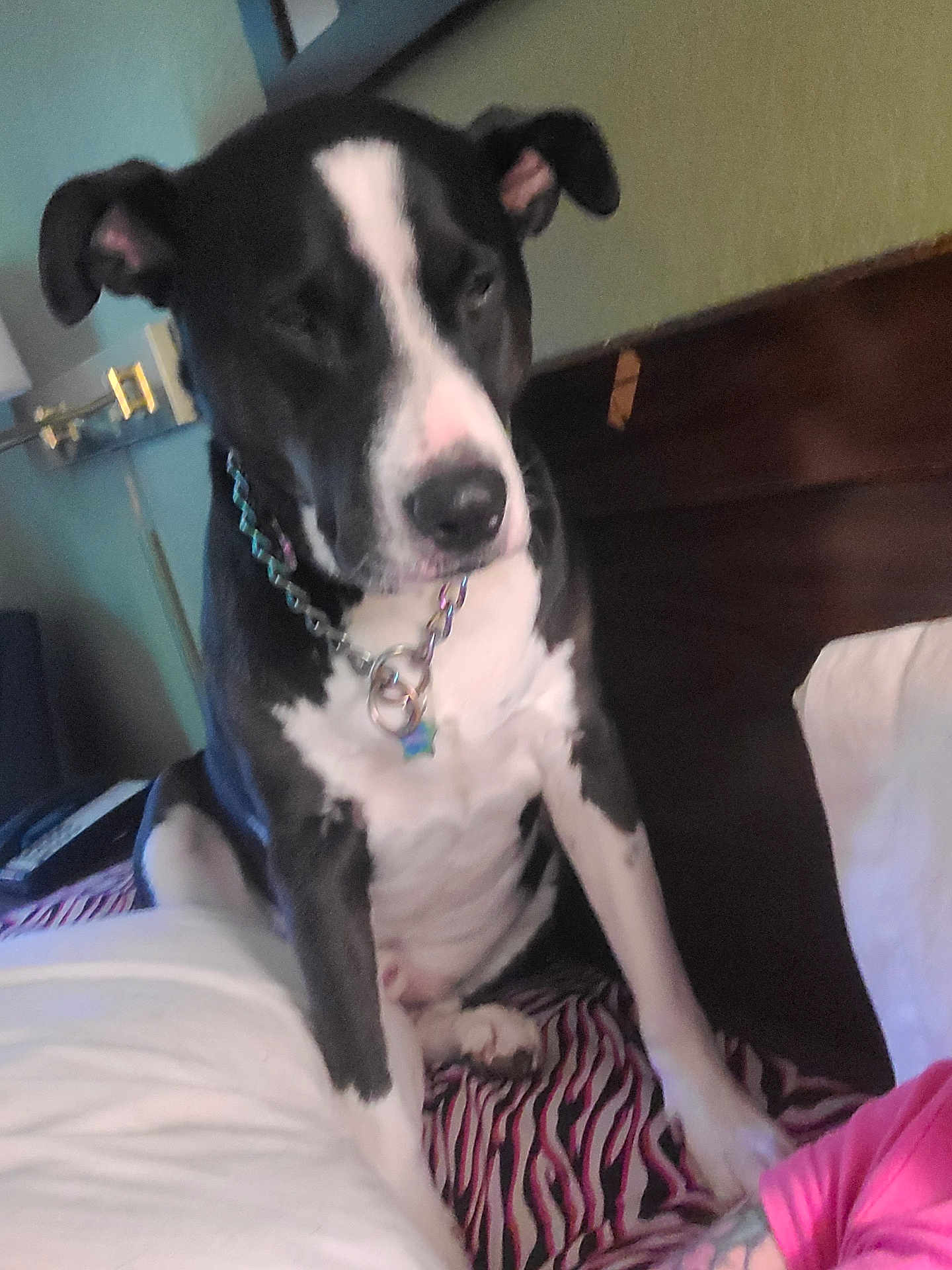 Phantom joined the competition — help win amazing prizes! dog, black_and_white, bed, blanket, collar, chain, indoor, pet, animal, resting, striped, fur, muzzle, ears, paw, human_arm, tattoo, relaxed, furniture, home