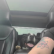 Phantom is registered to the contest to win money with this photo: dog, car, leather_seat, center_console, tattoo, arm, sunroof, tongue_out, pet, vehicle_interior, black_and_white_dog, happy, paw, seat_headrest, daylight, road_trip, animal, companion, travel, inside_car