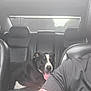 Phantom joined the competition — help win amazing prizes! dog, car, backseat, leather_seat, tongue_out, tattoo, person_arm, window, black_and_white, pet, inside, relaxed, vehicle, transportation, daylight, seat_headrest, canine, companion, interior, human