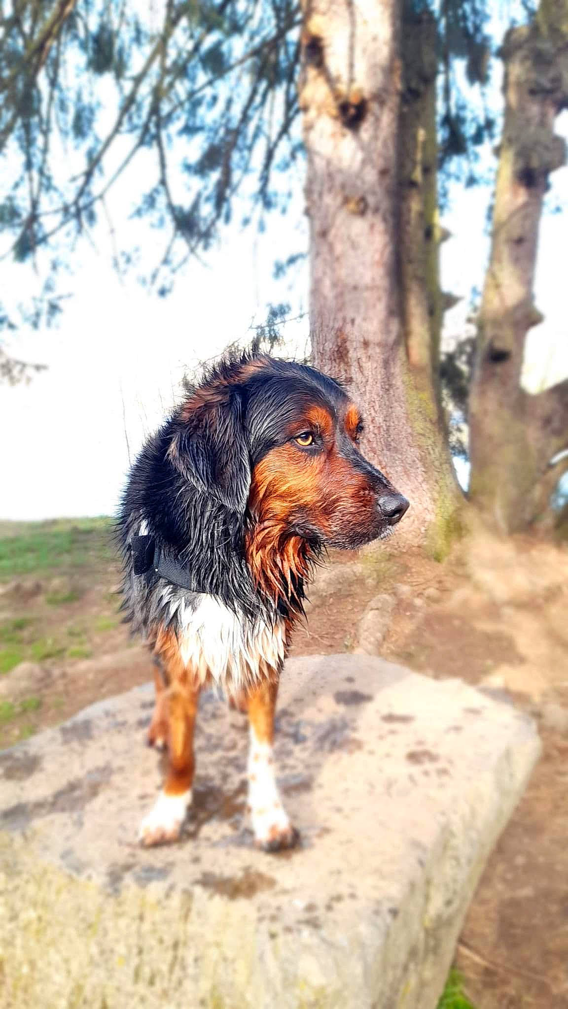 Moondance a rejoint le concours — aidez-le/la à gagner de superbes lots ! ball, canidae, carnivore, companion_dog, dog, dog_breed, dog_supply, fawn, fur, sky, snout, spaniel, sporting_group, tail, terrestrial_animal, tree, walking, whiskers, wildlife, working_dog
