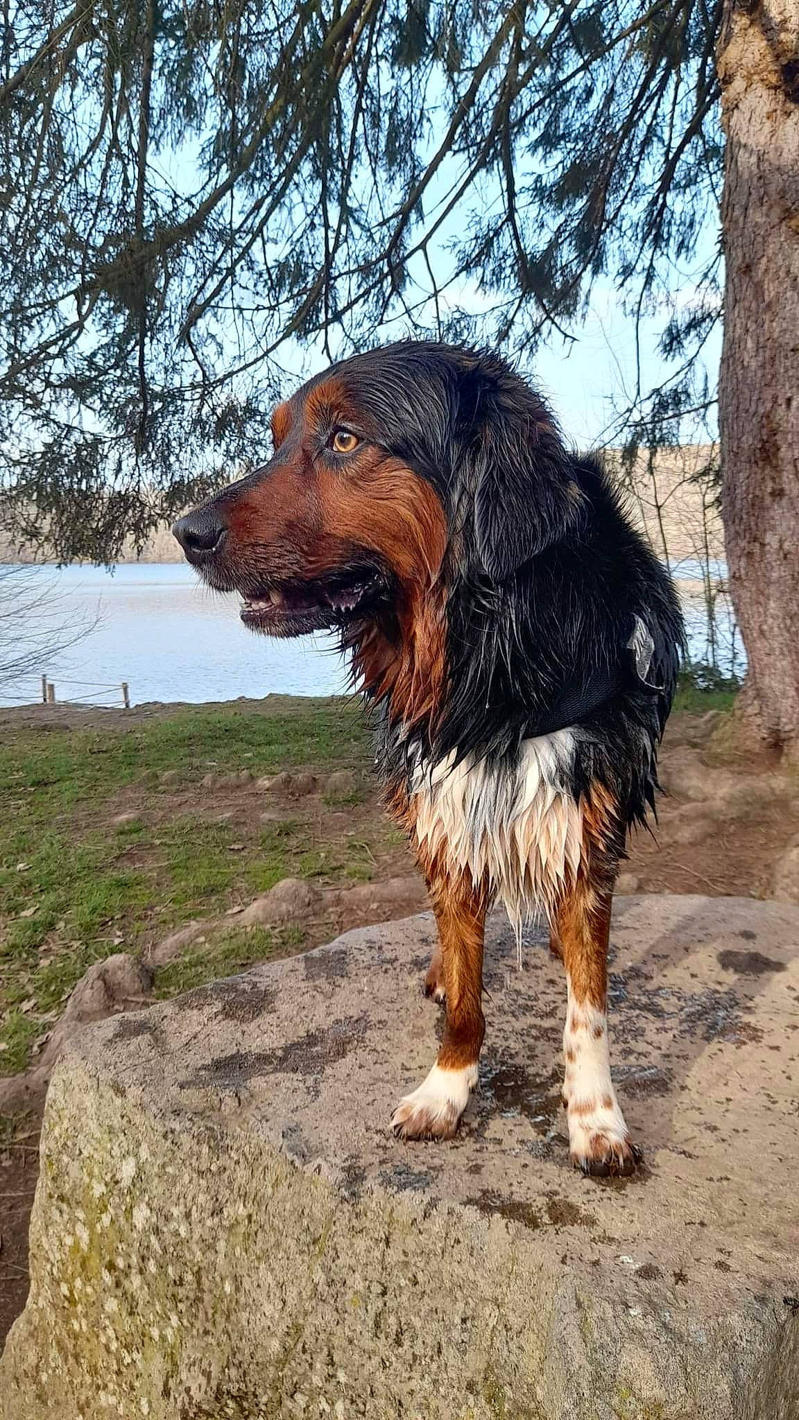 Moondance a rejoint le concours — aidez-le/la à gagner de superbes lots ! canidae, carnivore, companion_dog, dog, dog_breed, fawn, fur, hound, liver, plant, sky, snout, soil, spaniel, sporting_group, tail, terrestrial_animal, tree, water, working_dog