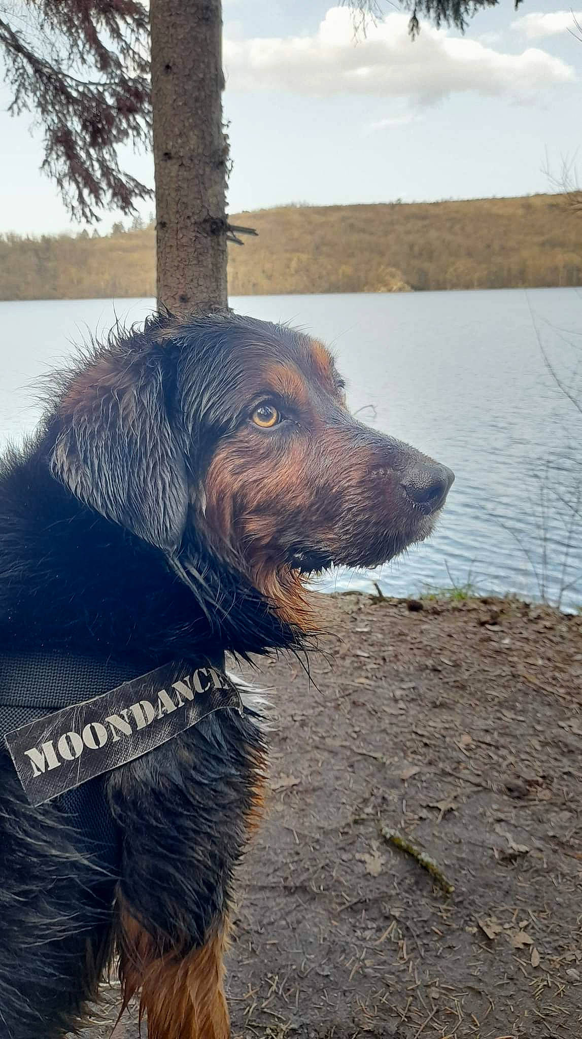 Moondance participe au concours pour gagner de l'argent avec cette photo : body_of_water, canidae, carnivore, cloud, companion_dog, dog, dog_breed, guard_dog, lake, ocean, reservoir, sky, snout, sporting_group, tree, water, wind_wave, wood, working_animal, working_dog