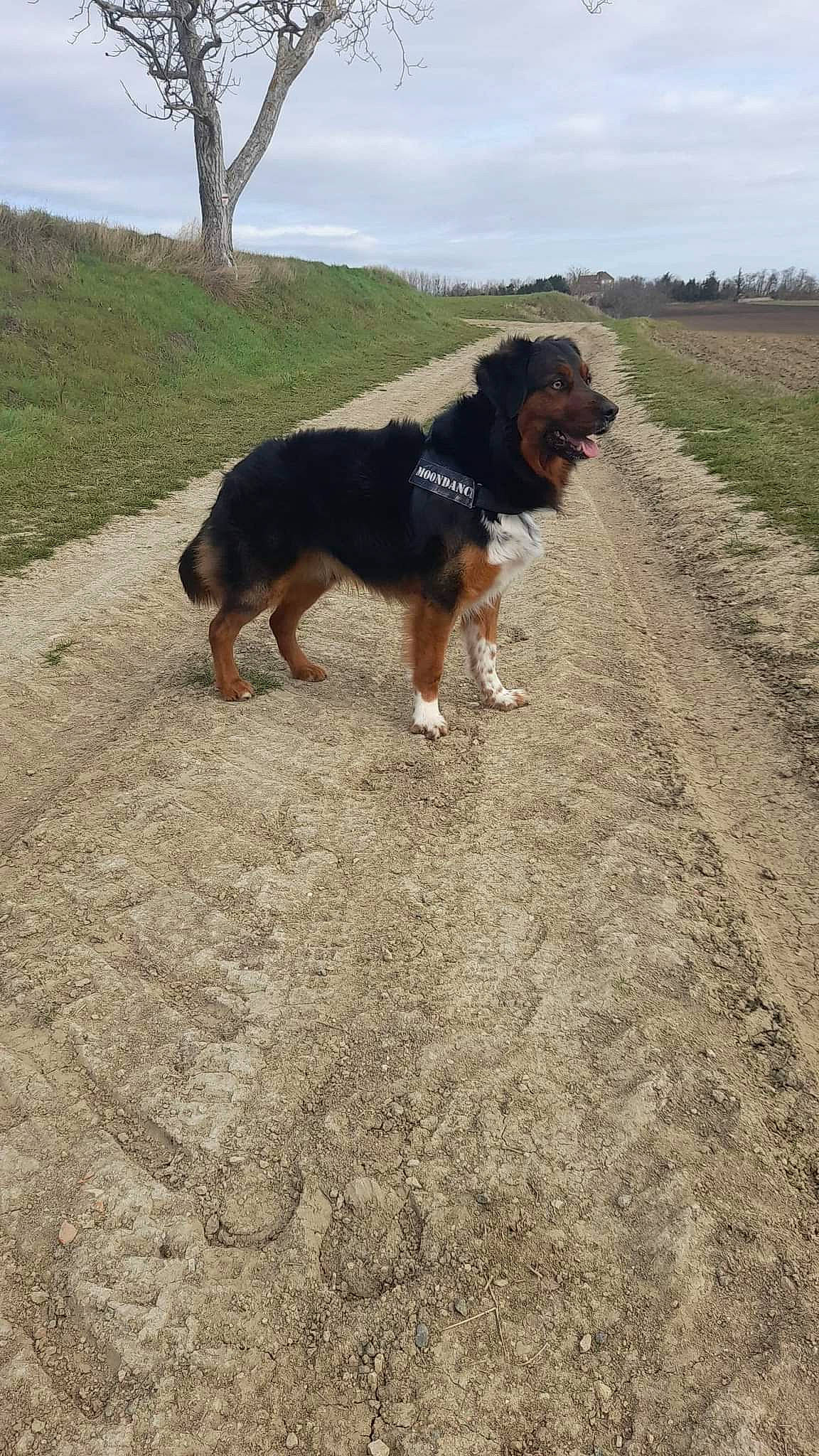 Moondance participe au concours pour gagner de l'argent avec cette photo : asphalt, bernese_mountain_dog, canidae, carnivore, companion_dog, dog, dog_breed, giant_dog_breed, grass, herding_dog, landscape, plant, sky, snout, soil, sporting_group, tail, tree, working_animal, working_dog